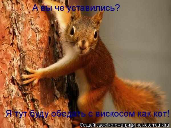 А вы че уставились? Я тут буду обедать с вискосом как кот!... Котоматрица: А вы че уставились? Я тут буду обедать с вискосом как кот!