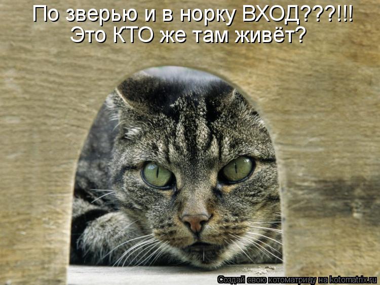 По зверью и в норку ВХОД???!!! Это КТО же там живёт?... Котоматрица: По зверью и в норку ВХОД???!!! Это КТО же там живёт?