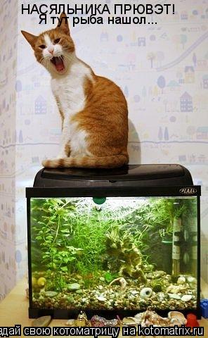 НАСЯЛЬНИКА ПРЮВЭТ! Я тут рыба нашол...... Котоматрица: НАСЯЛЬНИКА ПРЮВЭТ! Я тут рыба нашол...