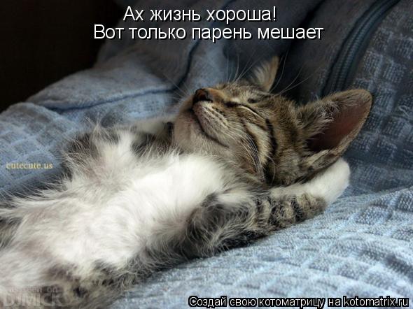 Ах жизнь хороша! Вот только парень мешает... Котоматрица: Ах жизнь хороша! Вот только парень мешает