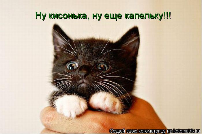 Ну кисонька, ну еще капельку!!!... Котоматрица: Ну кисонька, ну еще капельку!!!