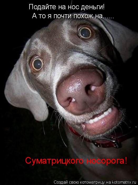 Подайте на нос деньги! А то я почти похож на...... Суматрицкого носорога!... Котоматрица: Подайте на нос деньги! А то я почти похож на...... Суматрицкого носорога!