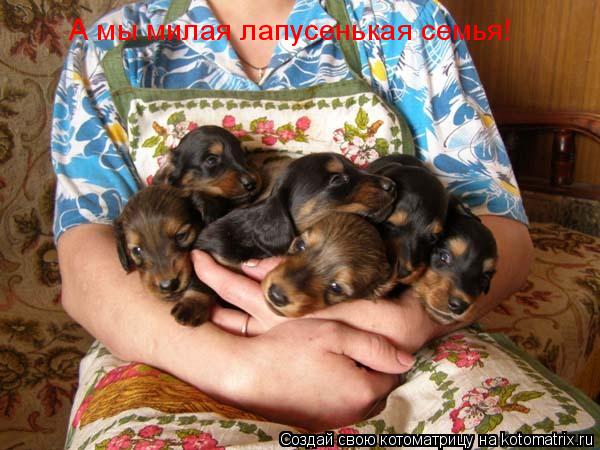А мы милая лапусенькая семья!... Котоматрица: А мы милая лапусенькая семья!