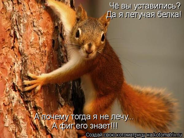 Чё вы уставились? Да я летучая белка! А почему тогда я не лечу... А фиг его знает!!!... Котоматрица: Чё вы уставились? Да я летучая белка! А почему тогда я не лечу... А фиг его знает!!!