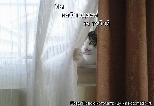 Мы наблюдаем за тобой... Котоматрица: Мы наблюдаем за тобой