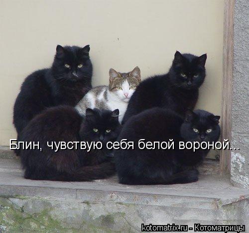 Блин, чувствую себя белой вороной...... Котоматрица: Блин, чувствую себя белой вороной...