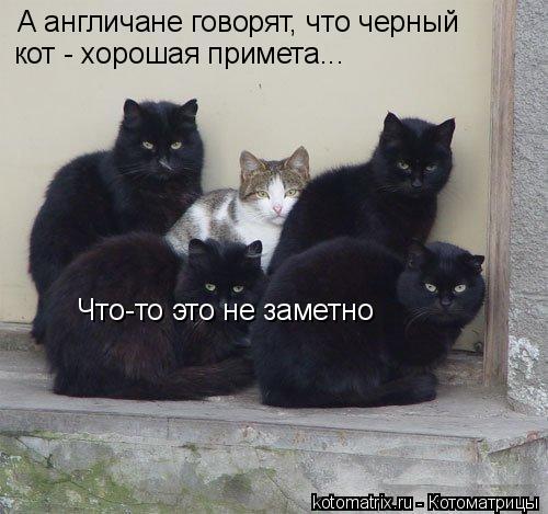 А англичане говорят, что черный кот - хорошая примета... Что-то это не заметно... Котоматрица: А англичане говорят, что черный кот - хорошая примета... Что-то это не заметно