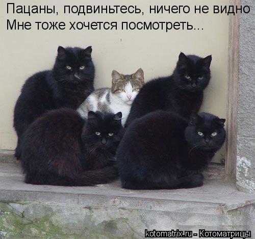 Пацаны, подвиньтесь, ничего не видно Мне тоже хочется посмотреть...... Котоматрица: Пацаны, подвиньтесь, ничего не видно Мне тоже хочется посмотреть...