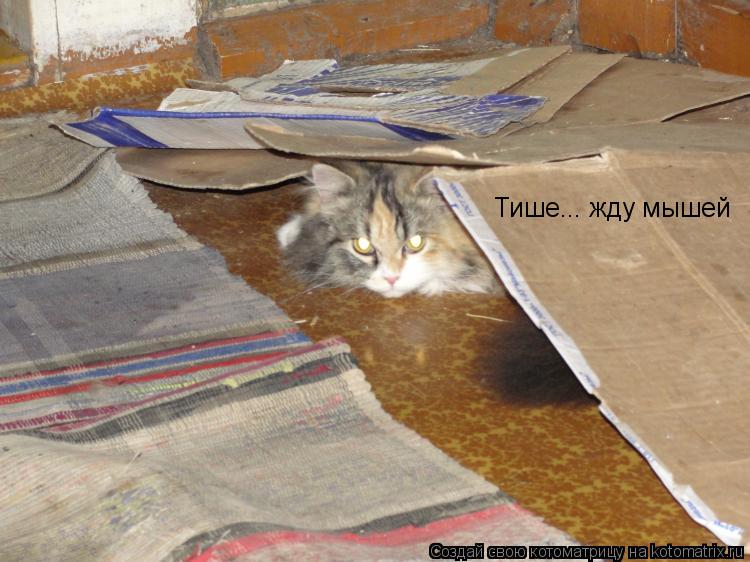 Котоматрица: Тише... жду мышей