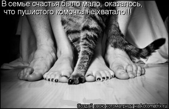 Котоматрица: что пушистого комочка не хватало!!! В семье счастья было мало, оказалось,
