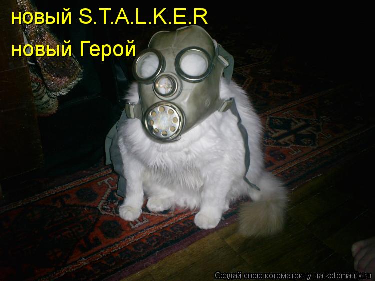 новый S.T.A.L.K.E.R новый Герой... Котоматрица: новый S.T.A.L.K.E.R новый Герой