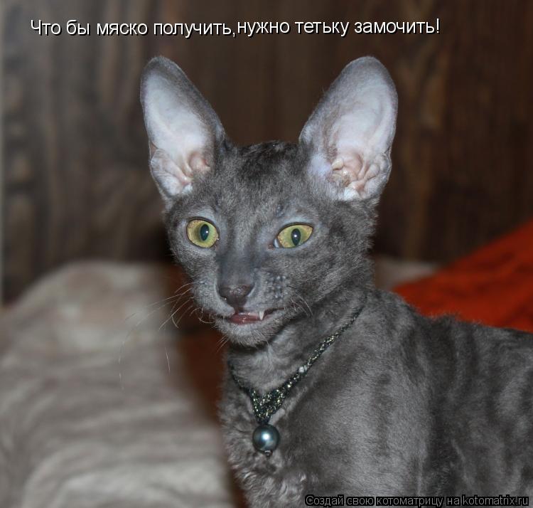Что бы мяско получить, нужно тетьку замочить!... Котоматрица: Что бы мяско получить, нужно тетьку замочить!