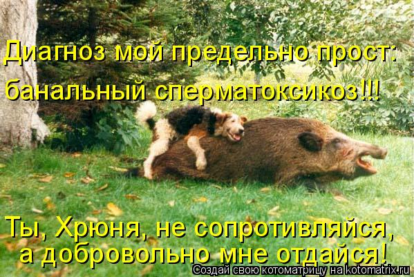 Диагноз мой предельно прост: банальный сперматоксикоз!!! Ты, Хрюня, не сопротивляйся, а добровольно... Котоматрица: Диагноз мой предельно прост: банальный сперматоксикоз!!! Ты, Хрюня, не сопротивляйся, а добровольно мне отдайся!
