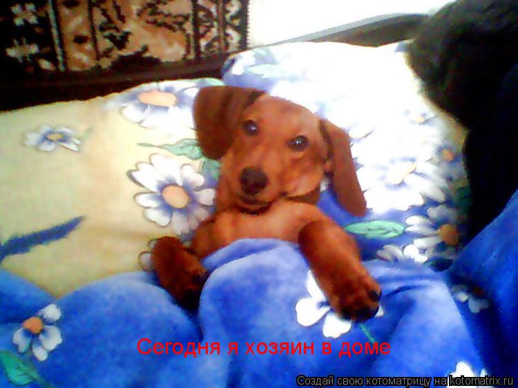 Сегодня я хозяин в доме... Котоматрица: Сегодня я хозяин в доме