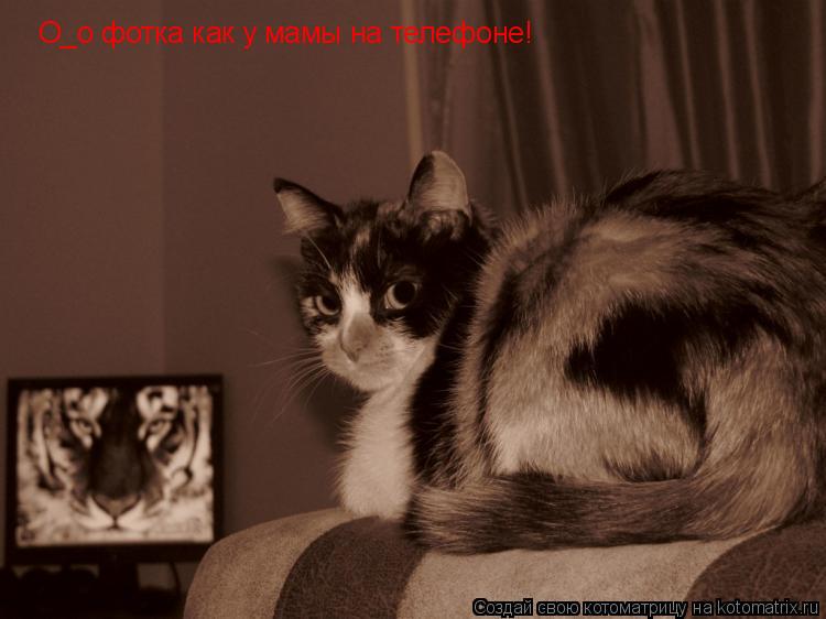 O_o фотка как у мамы на телефоне!... Котоматрица: O_o фотка как у мамы на телефоне!