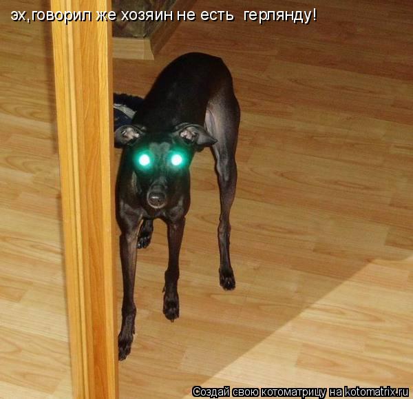 эх,говорил же хозяин не есть герлянду!... Котоматрица: эх,говорил же хозяин не есть герлянду!