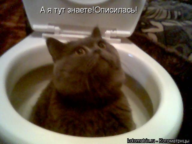 А я тут знаете!Описилась!... Котоматрица: А я тут знаете!Описилась!