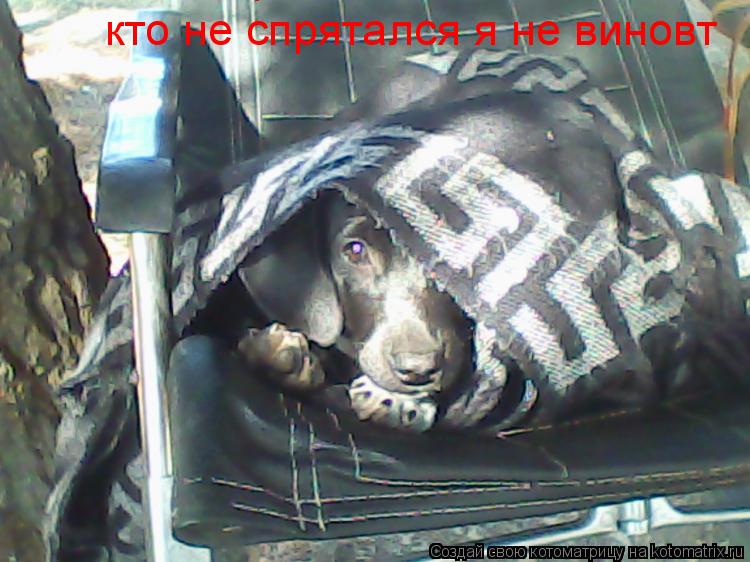 кто не спрятался я не виновт кто не спрятался я не виновт... Котоматрица: кто не спрятался я не виновт кто не спрятался я не виновт