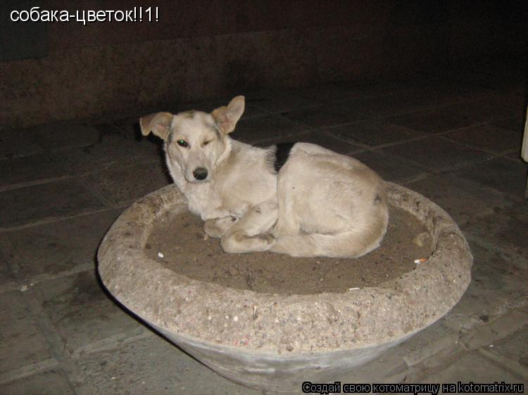 собака-цветок!!1!... Котоматрица: собака-цветок!!1!