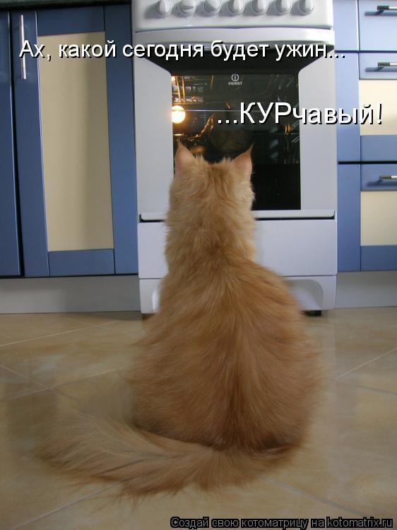 ...КУРчавый! Ах, какой сегодня будет ужин...... Котоматрица: ...КУРчавый! Ах, какой сегодня будет ужин...