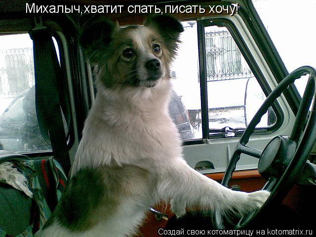 Михалыч,хватит спать,писать хочу!... Котоматрица: Михалыч,хватит спать,писать хочу!