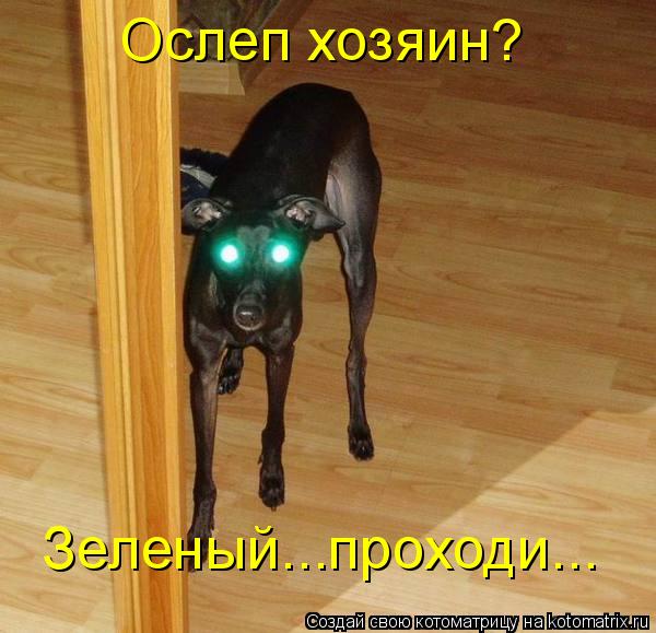 Ослеп хозяин? Зеленый...проходи...... Котоматрица: Ослеп хозяин? Зеленый...проходи...