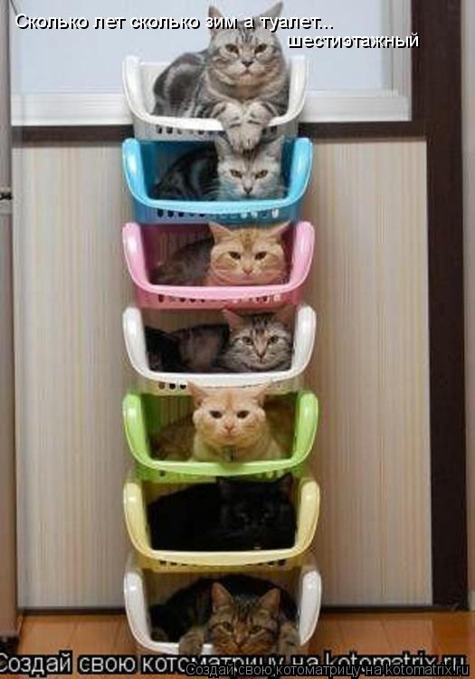 Сколько лет сколько зим а туалет... шестиэтажный... Котоматрица: Сколько лет сколько зим а туалет... шестиэтажный