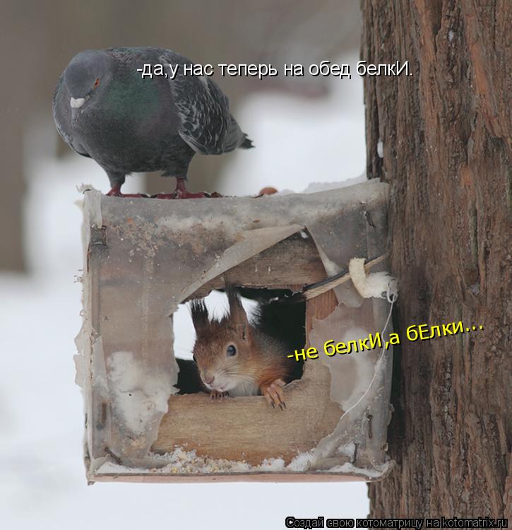 -да,у нас теперь на обед белкИ. -не белкИ,а бЕлки...... Котоматрица: -да,у нас теперь на обед белкИ. -не белкИ,а бЕлки...