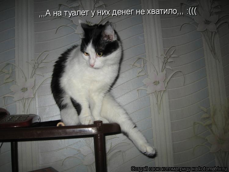 ,,,А на туалет у них денег не хватило,,, :(((... Котоматрица: ,,,А на туалет у них денег не хватило,,, :(((