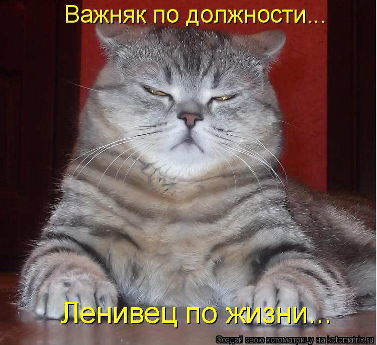 Важняк по должности... Ленивец по жизни...... Котоматрица: Важняк по должности... Ленивец по жизни...