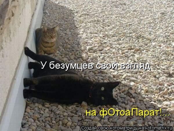 У безумцев свой взгляд на фОтоаПарат!...... Котоматрица: У безумцев свой взгляд на фОтоаПарат!...