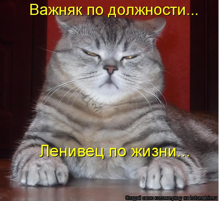 Важняк по должности... Ленивец по жизни...... Котоматрица: Важняк по должности... Ленивец по жизни...