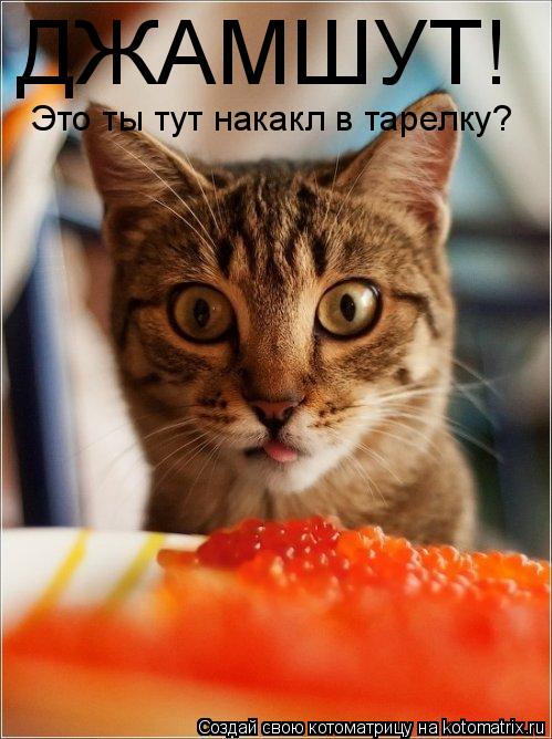 ДЖАМШУТ! Это ты тут накакл в тарелку?... Котоматрица: ДЖАМШУТ! Это ты тут накакл в тарелку?