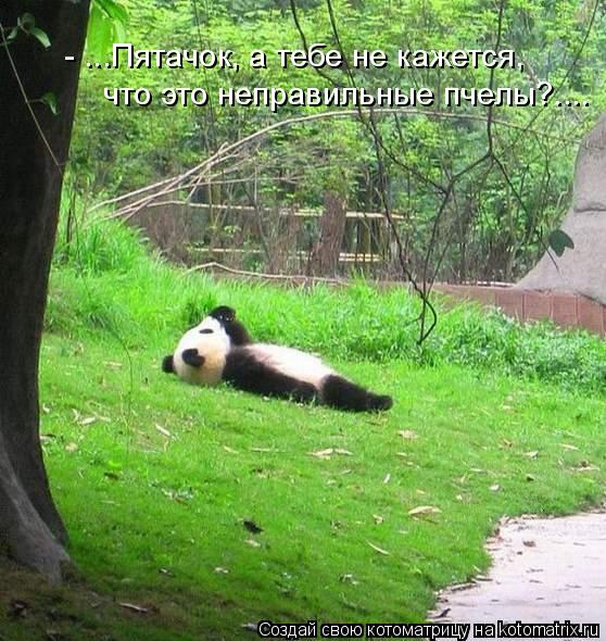 - ...Пятачок, а тебе не кажется, что это неправильные пчелы?....... Котоматрица: - ...Пятачок, а тебе не кажется, что это неправильные пчелы?....