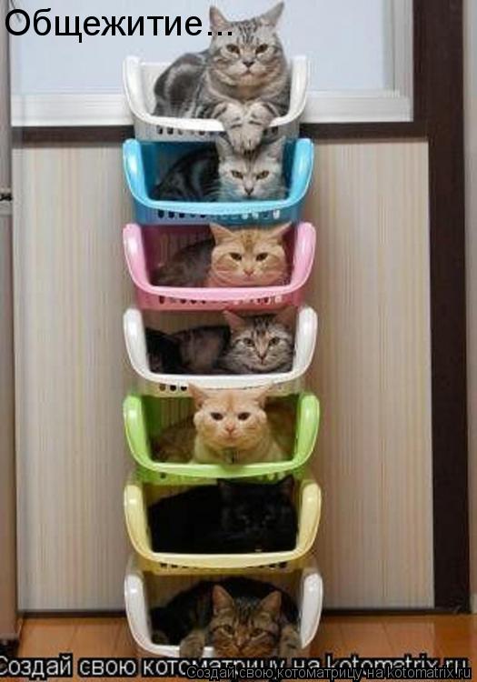 Общежитие...... Котоматрица: Общежитие...