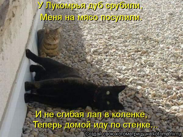 У Лукомрья дуб срубили, Меня на мясо посулили. И не сгибая лап в коленке, Теперь домой иду по стенке.... Котоматрица: У Лукомрья дуб срубили, Меня на мясо посулили. И не сгибая лап в коленке, Теперь домой иду по стенке...
