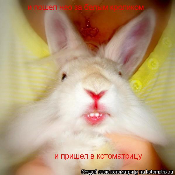 и пошел нео за белым кроликом и пришел в котоматрицу... Котоматрица: и пошел нео за белым кроликом и пришел в котоматрицу