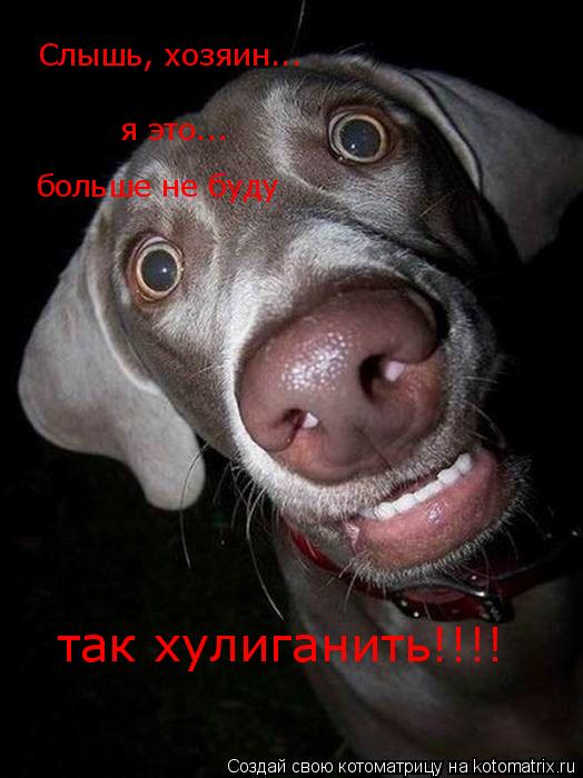 Слышь, хозяин... я это... больше не буду так хулиганить!!!!... Котоматрица: Слышь, хозяин... я это... больше не буду так хулиганить!!!!