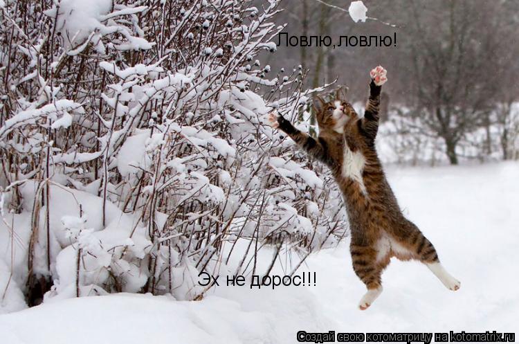 Ловлю,ловлю! Эх не дорос!!!... Котоматрица: Ловлю,ловлю! Эх не дорос!!!