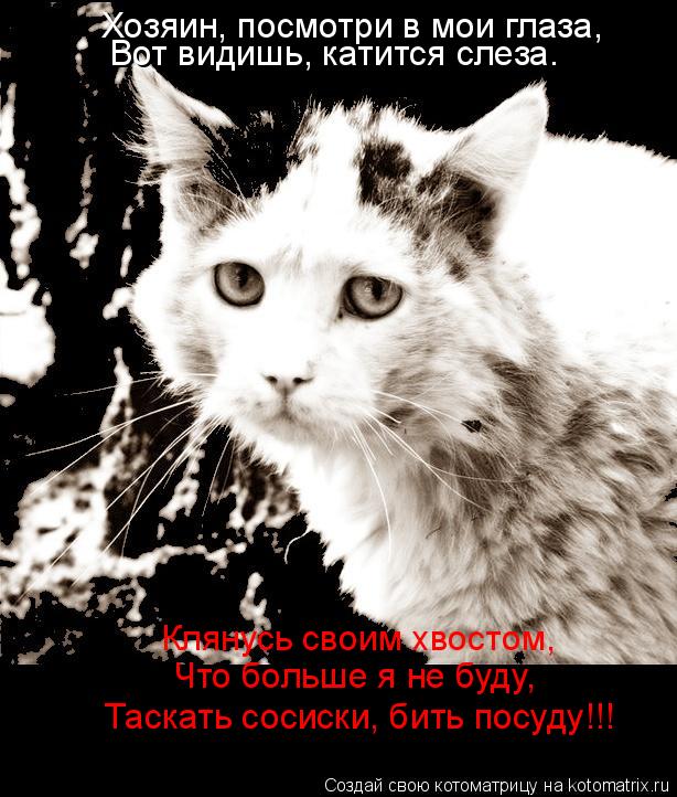 Хозяин, посмотри в мои глаза, Вот видишь, катится слеза. Клянусь своим хвостом, Что больше я не буду,... Котоматрица: Хозяин, посмотри в мои глаза, Вот видишь, катится слеза. Клянусь своим хвостом, Что больше я не буду, Таскать сосиски, бить посуду!!!