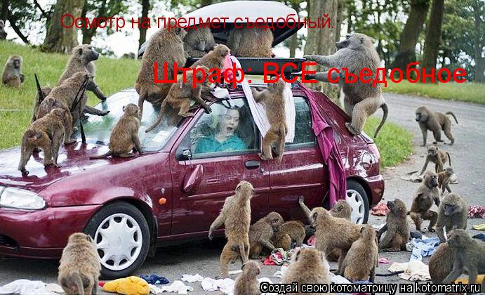 Осмотр на предмет съедобный. Штраф: ВСЕ съедобное... Котоматрица: Осмотр на предмет съедобный. Штраф: ВСЕ съедобное