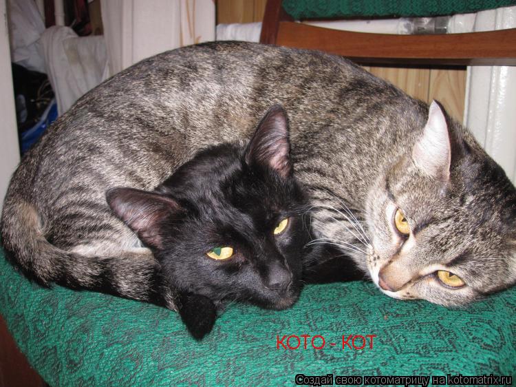 Котоматрица: КОТО - КОТ