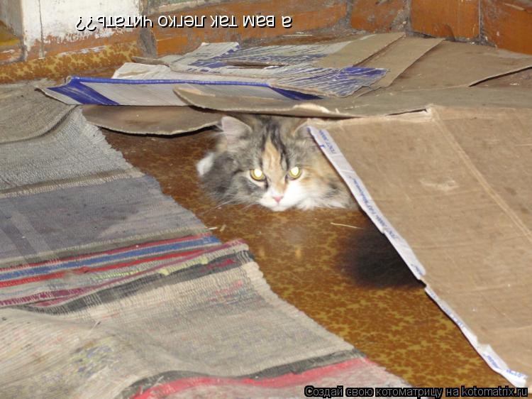 Котоматрица: а вам так легко читать??