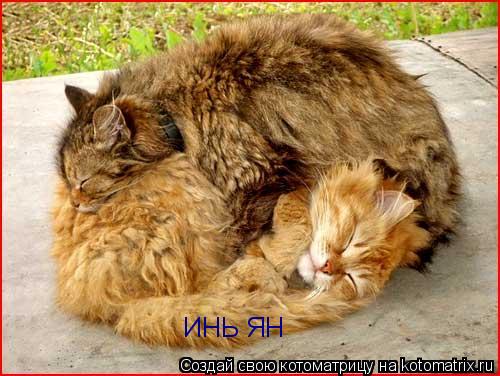 Котоматрица: ИНЬ ЯН