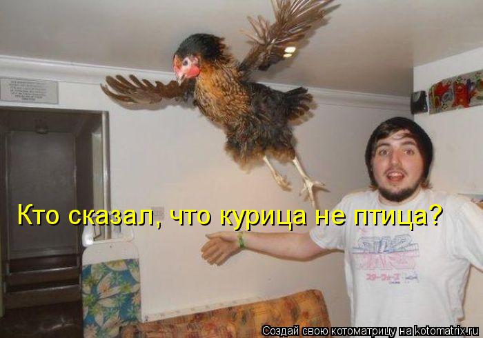 Котоматрица: Кто сказал, что курица не птица?
