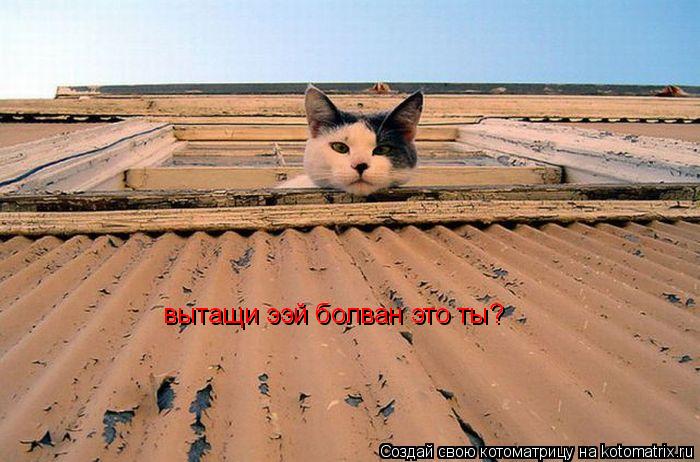 Котоматрица: вытащи ээй болван это ты? вытащи ээй болван это ты?