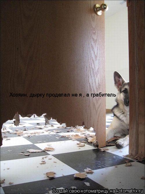 Котоматрица: Хозяин, дырку проделал не я , а грабитель