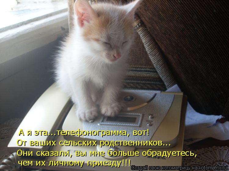 А я эта...телефонограмма, вот! От ваших сельских родственников... Они сказали, вы мне больше обрадует... Котоматрица: А я эта...телефонограмма, вот! От ваших сельских родственников... Они сказали, вы мне больше обрадуетесь, чем их личному приезду!!!