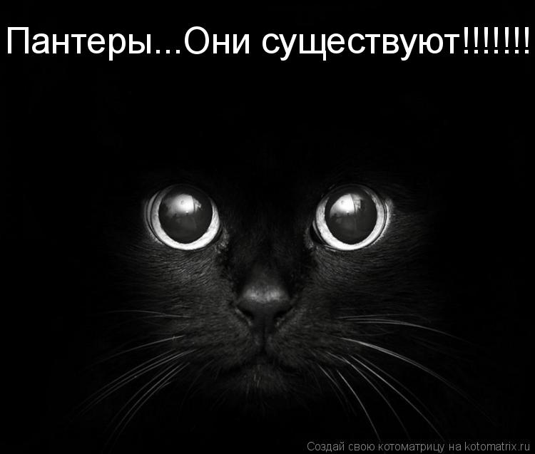 Пантеры...Они существуют!!!!!!!!!!... Котоматрица: Пантеры...Они существуют!!!!!!!!!!