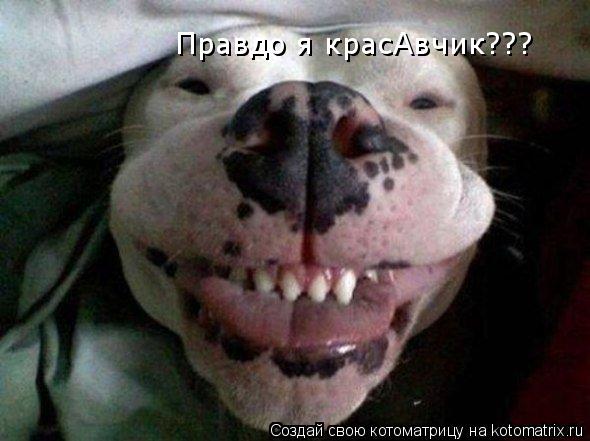 Котоматрица: Правдо я красАвчик???